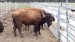 Rožnov bizoní farma (2)